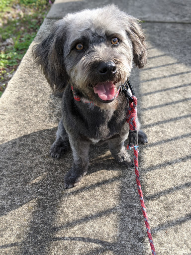 Pet Groomer «Tidy Dog Pet Supply & Salon», reviews and photos, 2612 Lebanon Pike A, Nashville, TN 37214, USA