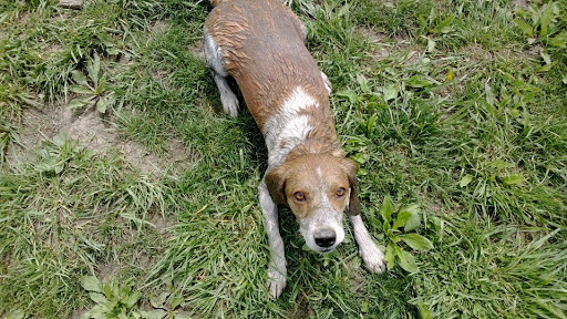 Pet Supply Store «EarthWise Pet Supply», reviews and photos, 7316 Yankee Rd, Liberty Township, OH 45044, USA