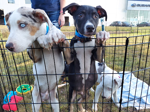 Subaru Dealer «Brilliance Subaru», reviews and photos, 1500 N Randall Rd, Elgin, IL 60123, USA