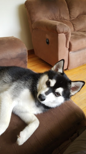 Pet Supply Store «Paws For Treats», reviews and photos, 851 W Main St, Lake Geneva, WI 53147, USA