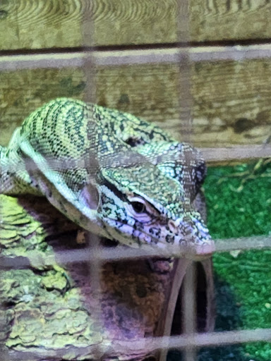 Pet Store «Critter Pet Shop», reviews and photos, 19309 Ecorse Rd, Allen Park, MI 48101, USA