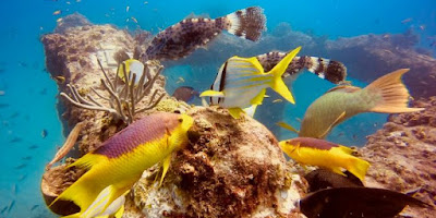 Neptune Memorial Reef