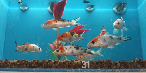 Pet Supply Store «PetSmart», reviews and photos, 31705 Pacific Hwy S, Federal Way, WA 98003, USA