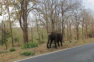 Bandipur forest one way elephant seeing area image
