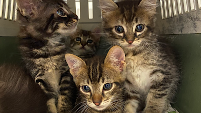 CLINIQUE VETERINAIRE DU DR CASALTA à L'Île-Rousse