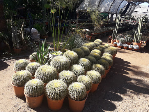 Mundo Cactus - Vivero especializado en cactus y crasas
