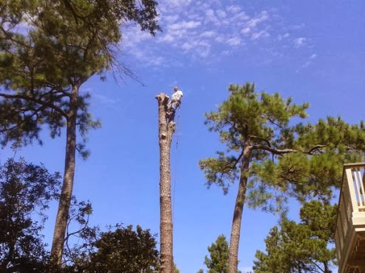 Eddie's Tree Service