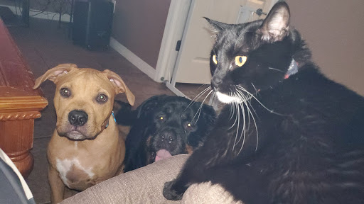 Westside Animal Hospital: Stillwell K M DVM image