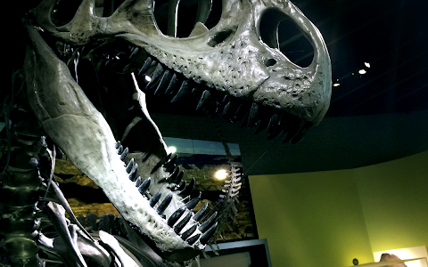 Raymond M. Alf Museum of Paleontology image