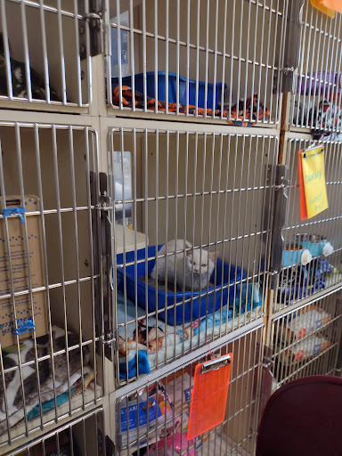 Independent Cat Society