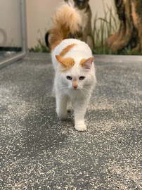 Tempe Lake Veterinary Clinic & Pet Resort - Photo 6 - Car repair in Tempe, AZ, Tempe