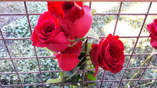 Park «William E. “Bill” Clark Presidential Park Wetlands», reviews and photos, President Clinton Ave, Little Rock, AR 72201, USA