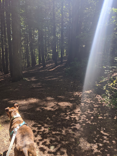 Pet Supply Store «USA Dog Shop», reviews and photos, 549 NY-17, Tuxedo Park, NY 10987, USA