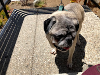 Waggy L.A. - Photo 4 - Car repair in , Los Angeles