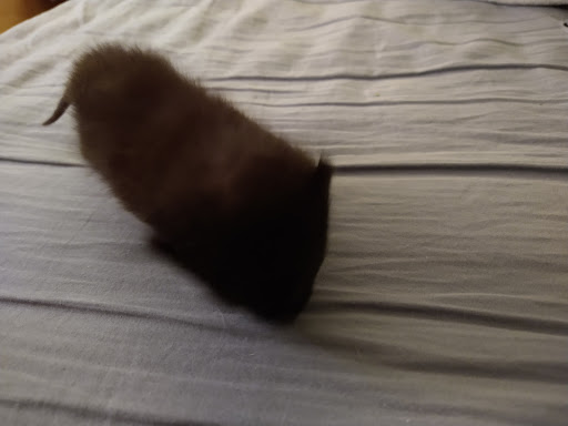 Pet Supply Store «Petco Animal Supplies», reviews and photos, 585 E Wetmore Rd, Tucson, AZ 85705, USA