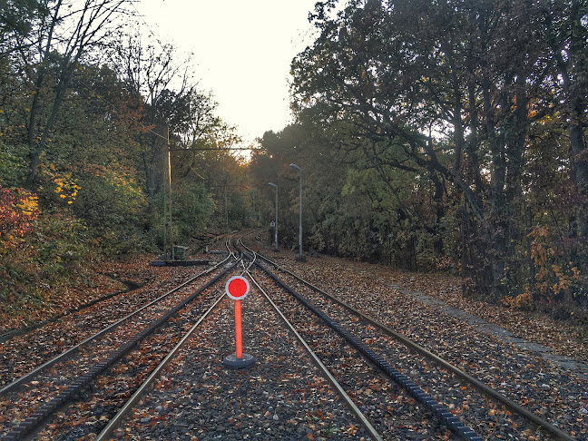 Comentarii opinii despre Erdei iskola