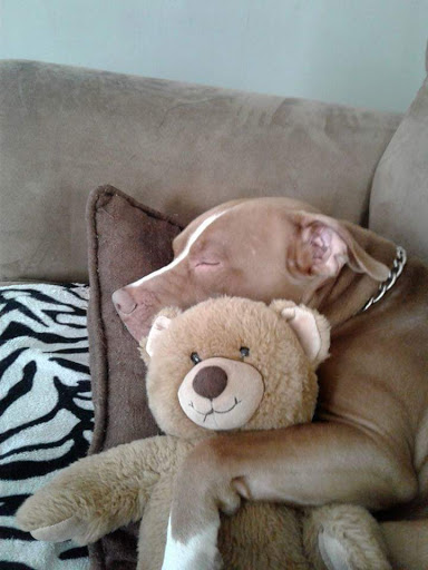 Pet Supply Store «Pet Supplies Plus», reviews and photos, 3100 Manchester Rd, Akron, OH 44319, USA