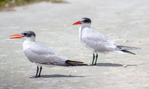 Nature Preserve «Lake Apopka North Shore», reviews and photos, 24600 County Road 448A, Mt Dora, FL 32757, USA