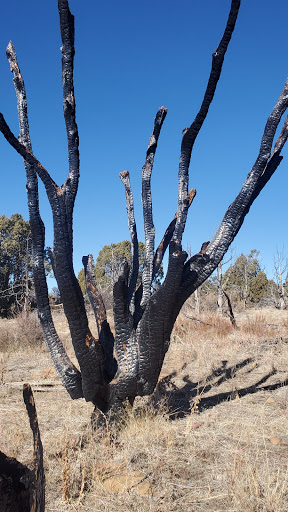 Archaeological Site «Cliff Palace», reviews and photos