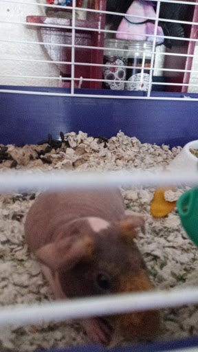 Pet Supply Store «Pet Supermarket, Inc.», reviews and photos, 3911 Lemmon Ave, Dallas, TX 75219, USA