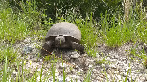 Nature Preserve «Scottsmoor Flatwoods Sanctuary East», reviews and photos, 6000 Magoon Ave, Mims, FL 32754, USA