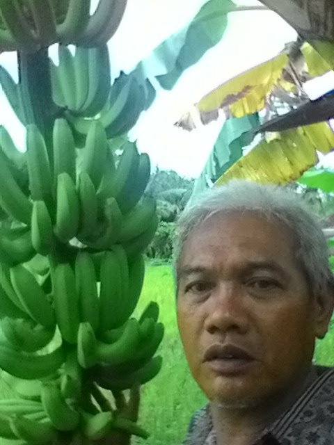 Bibit pisang cavendish