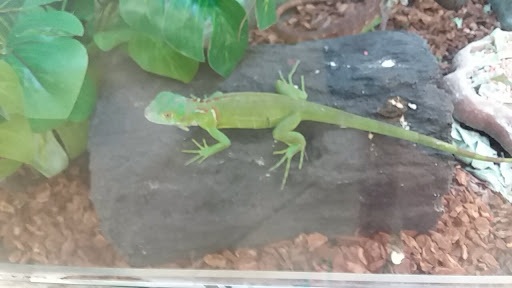 Pet Supply Store «Petco Animal Supplies», reviews and photos, 226 Thornton Drive, Dickson, TN 37055, USA