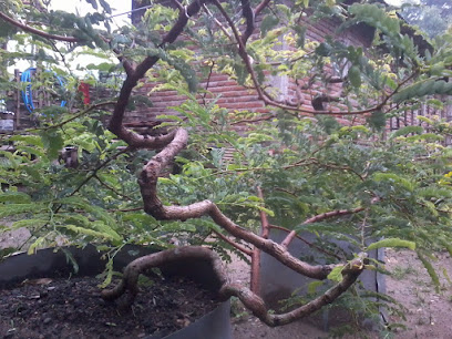 Kebun Yoga Bonsai