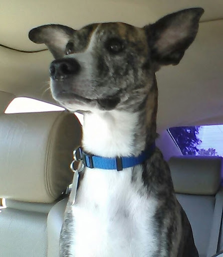 Pet Supply Store «Pet Supermarket», reviews and photos, 7822 Gall Blvd, Zephyrhills, FL 33541, USA