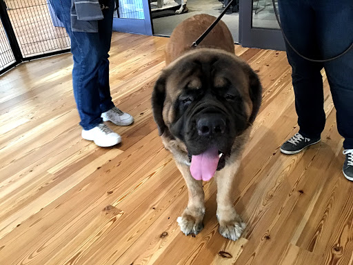 Pet Supply Store «The Fish & Bone, Boston MA», reviews and photos, 217 Newbury St, Boston, MA 02116, USA