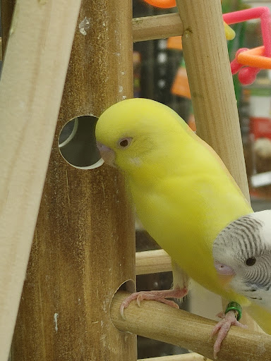 Pet Supply Store «Petco Animal Supplies», reviews and photos, 2617 196th St SW #141, Lynnwood, WA 98036, USA