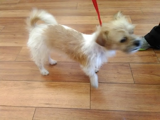 Pet Supply Store «Pet Supermarket», reviews and photos, 151 E Van Fleet Dr, Bartow, FL 33830, USA