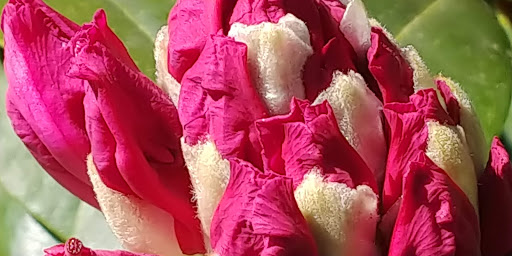 Golf Club «Echo Falls Golf Club», reviews and photos, 20414 121st Ave SE, Snohomish, WA 98296, USA