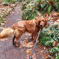 TAILored Pet Services LLC and Four-Legged Fun Zone - Photo 2 - Car repair in Everett, WA, Everett