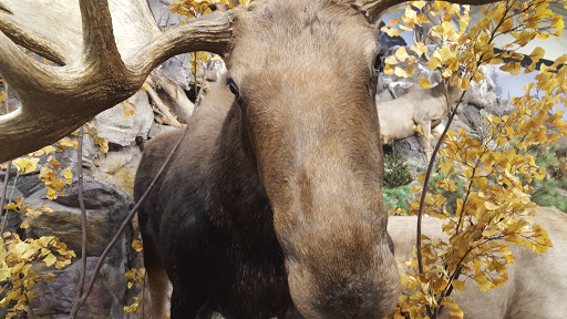 Outdoor Sports Store «Field & Stream», reviews and photos, 870 Walt Whitman Rd Ste B, Melville, NY 11747, USA