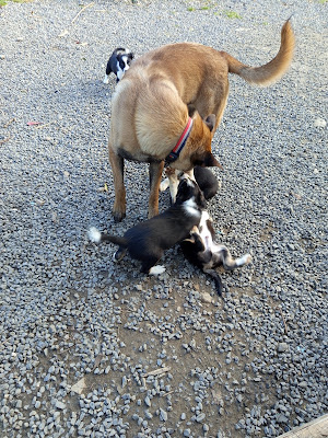 D Armor et d Argoat à Lanhouarneau