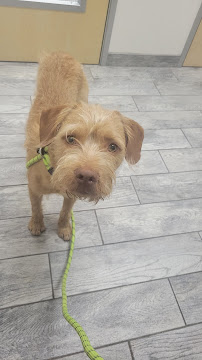 AG Dog Training and K9 Concierge - Photo 5 - Car repair in , Ontario