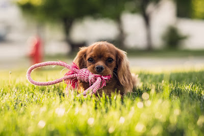 Steph' Symbiose Education Canine Boutique - jouets et accessoires canin à Trie-Château