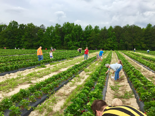 Tourist Attraction «Sugar Hill U-pick Farms», reviews and photos, 3595 Co Rd 59, Verbena, AL 36091, USA