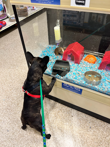 Pet Supply Store «PetSmart», reviews and photos, 401 S Mt Juliet Rd #645, Mt Juliet, TN 37122, USA