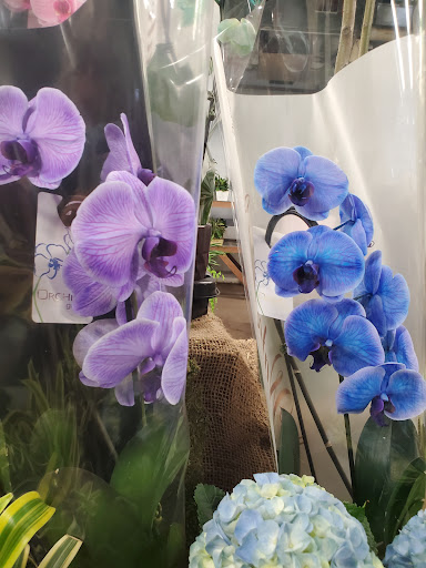 Florist «Sieck-Wright Floral Products», reviews and photos, 231 Monmouth St, Hightstown, NJ 08520, USA