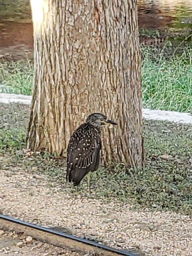 Public Golf Course «Landa Park Golf Course at Comal Springs», reviews and photos, 180 Golf Course Rd, New Braunfels, TX 78130, USA