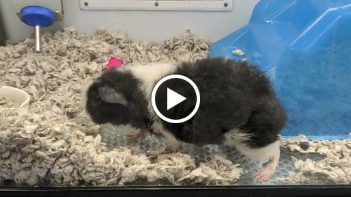 Pet Supply Store «Petco Animal Supplies», reviews and photos, 12444 NW 10th St #301, Yukon, OK 73099, USA