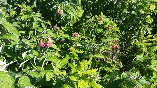 Produce Market «Berry Patch Farms», reviews and photos, 13785 Potomac St, Brighton, CO 80601, USA