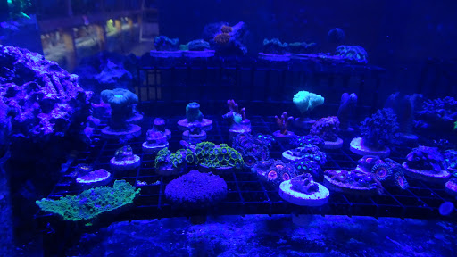 Tropical Fish Store «The Fish Store», reviews and photos, 12320 Lake City Way NE, Seattle, WA 98125, USA