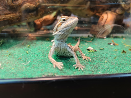 Pet Store «A to Z Pets», reviews and photos, 16010 SE Division St, Portland, OR 97236, USA