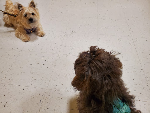 Pet Supply Store «PetSmart», reviews and photos, 8537 W Grand River Ave, Brighton, MI 48116, USA