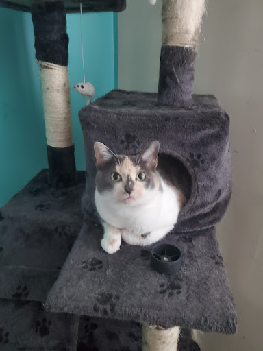 Pet Supply Store «Pet Supplies Plus», reviews and photos, 8810 S Emerson Ave Suite 180, Indianapolis, IN 46237, USA