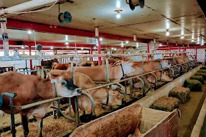 Young's Jersey Dairy image