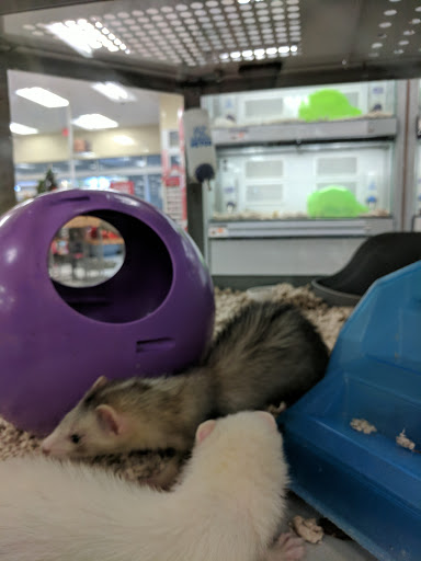 Pet Supply Store «Petco Animal Supplies», reviews and photos, 861 Williston Rd, South Burlington, VT 05403, USA